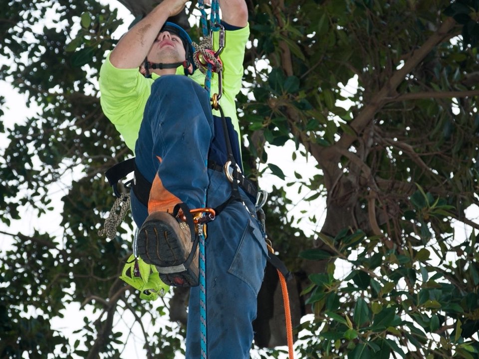 Qualified arborist working in a mature tree during a risk assessment in Angus