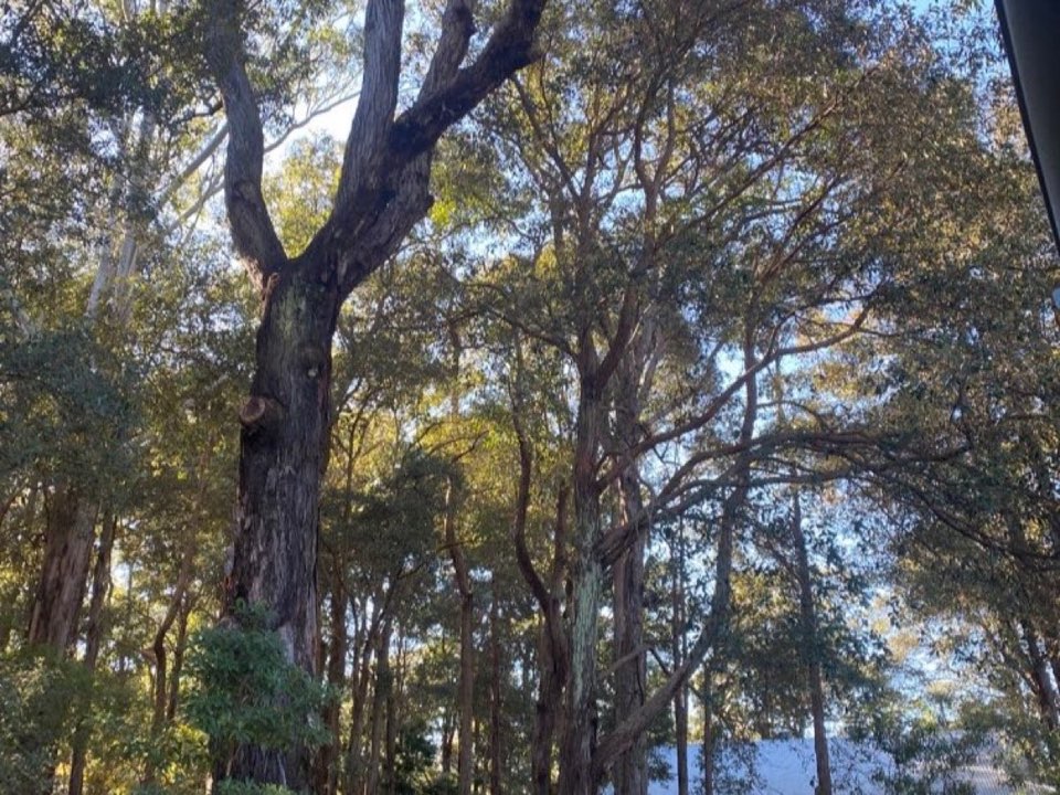 Mature trees in a Angus parkland setting due for routine re-inspection